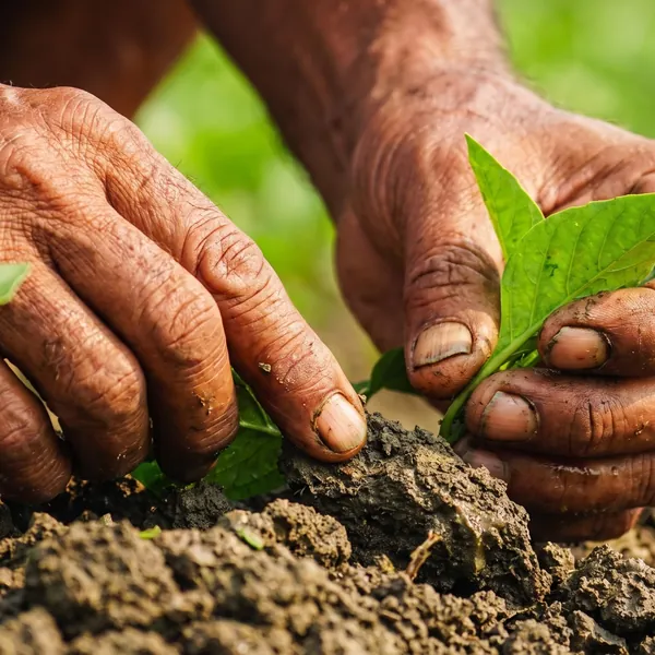 A farmer’s hands planting a seedling
