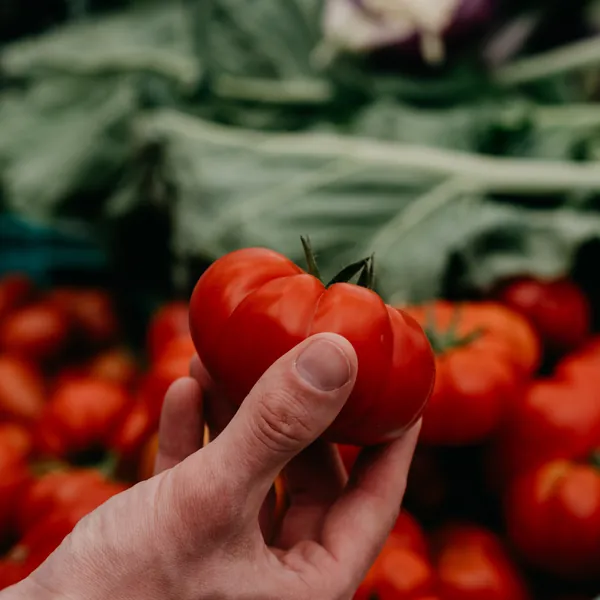 A hand picking a tomato