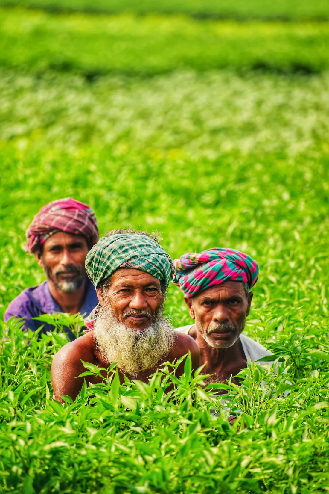 Three farmers smiling in a green field